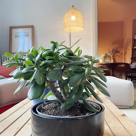 La Maison Des Rues Pavées Avec Jardin By La Boîte En Сasa de vacaciones